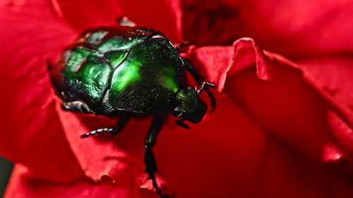 Nahaufnahme des Green Rose Chafer - Cetonia Aurata Käfer auf roter Rose. Amazing Bug ist unter Blütenblättern