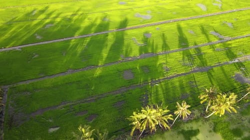 Aerial view look down the shadows of coconut tree