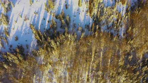 High Snowy Mountain Covered with Evergreen Fir Trees on a Sunny Cold Day