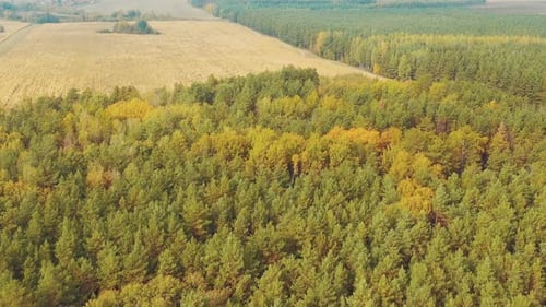 Aerial View Autumn Corn Field And Pine Forest Landscape. Top View Of Cornfield And Green Coniferous