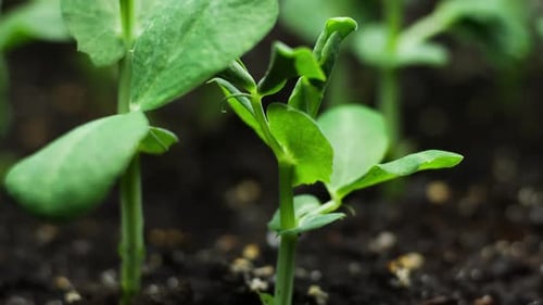 Sprouts Germination