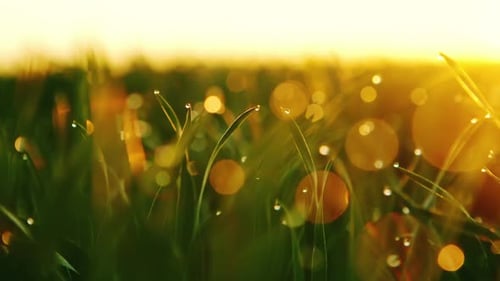 Fond de gouttes de rosée sur l'herbe vert vif avec rayon de soleil. Bokeh naturel brillant
