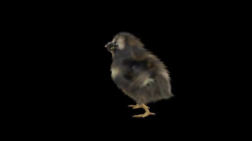 Realistic Baby Chick Walking Animation with Transparent Background