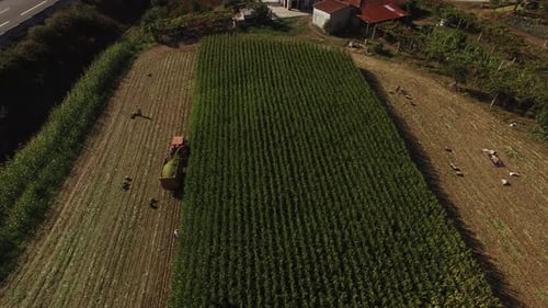 Corn Harvesting Aerial View