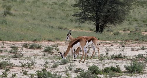 Springbok grazing in Kalahari, South Africa
