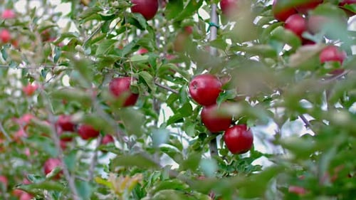 Red apples on a tree in orchard