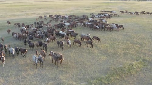 Large Herd of Horses Grazing in Rural Landscape