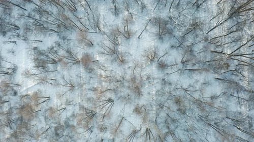 Winter trees