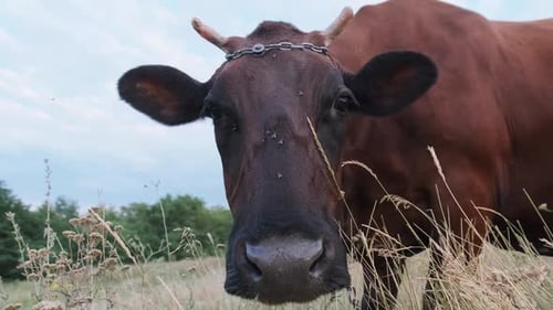 Cow Grazing on the Meadow and Looking on Camera on Sky Background at Sunny Day