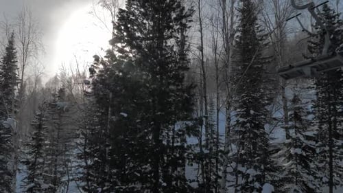 Riding on Ski Lift Between Snow Covered Pinetrees in the Morning