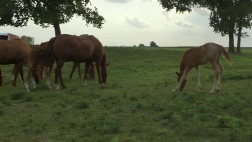 Kamera driftet durch Pferde, die auf einem Feld grasen