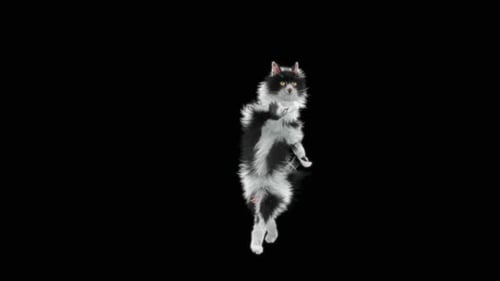Katze tanzt HD