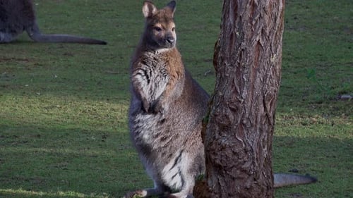 Eine Nahaufnahme eines rothalsigen Wallabys (Macropus rufogriseus)