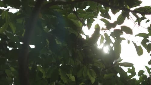 Sun in Tree