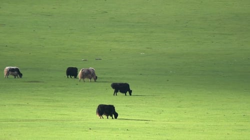 Schwarze und braune Yaks grasen auf der Wiese