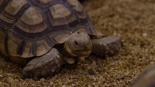 Gros plan d'une tortue. Tête haute, grosses griffes et magnifique carapace