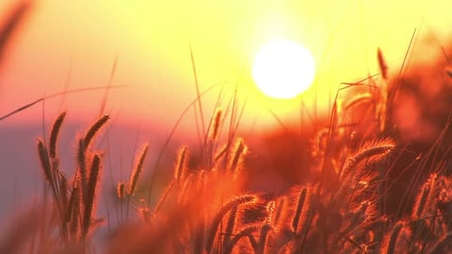 Golden grasses glowing in sunset light