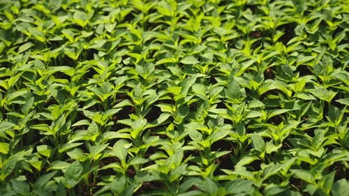 Seedlings of Pepper in a Vegetable Garden, Closeup