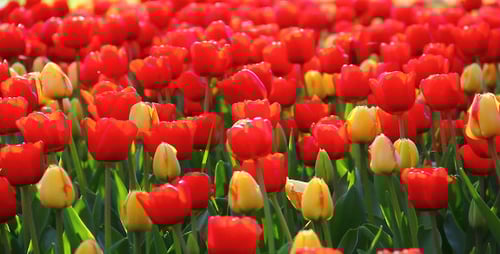 Field of Red and Yellow Tulips in Spring