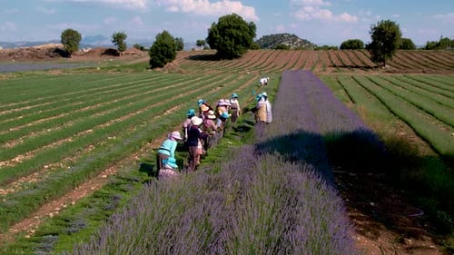 Landwirte arbeiten auf Lavendelfeld