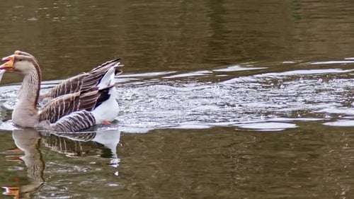 Flock Of Gray Goose Swimming In The Lake 1