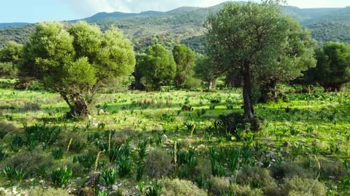 Sommerwald, Luftlandschaft, schöner großer Olivenbaum und grünes Gras auf dem Feld