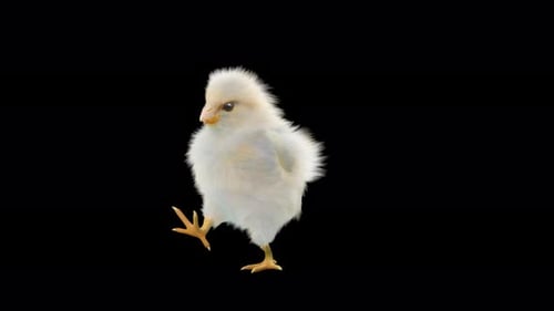 Fluffy Baby Chick Walking Animation