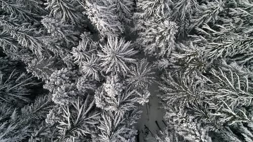 Floating Top View Of Snow Covered Forest Trees