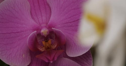 Detail of ornamental orchid flowers