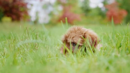 The Puppy Is Playing in the Grass Wagging His Tail