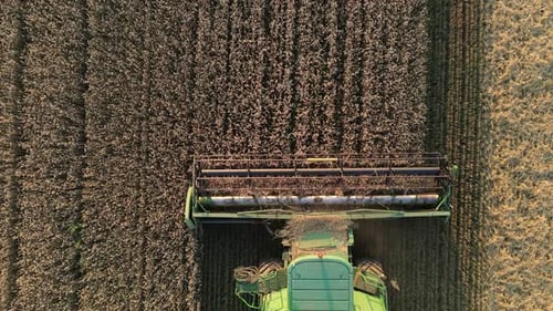 Combine Harvester Harvests In The Field