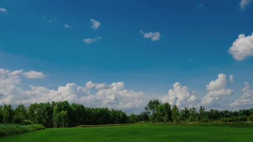 Time lapse of rice field