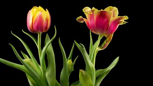 Blooming Tulip Flowers Time Lapse on Black Background