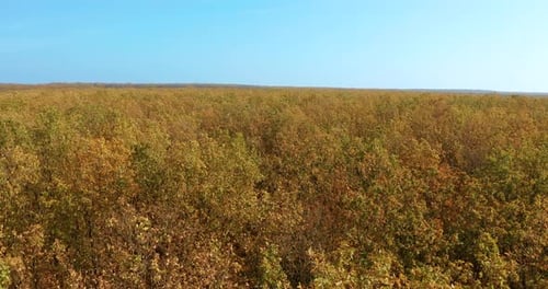 Aerial View. Beautiful Autumn Forest with Yellow and Red Trees. Autumn in Forest, Aerial Top View.
