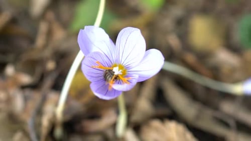 Bee On Flower