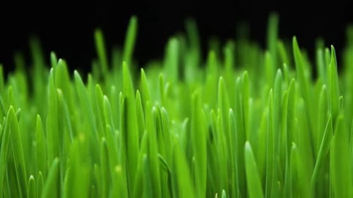 Growing Wheat Plants in Timelapse, Sprouts Germination Newborn Food Plant