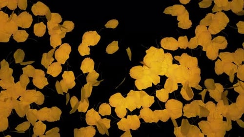 Realistic Autumn Leaves Falling Transition