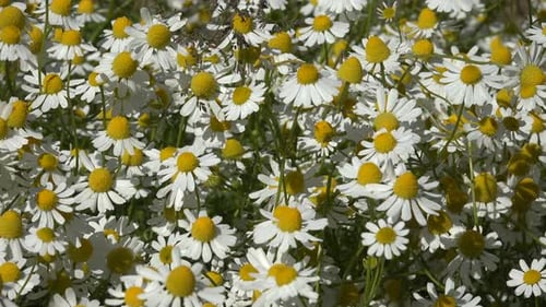 Field of Chamomile Flowers Blooming in Sunlight