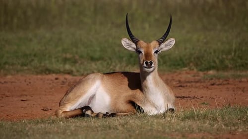 Red Lechwe Antelope Resting