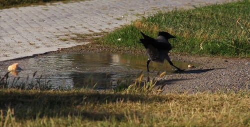 Krähe