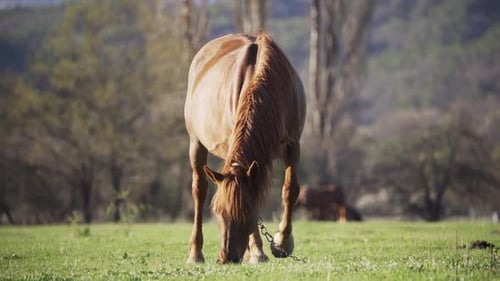 Brown Horse Grazing Peacefully in a Green Meadow