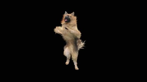 Realistic Dog Standing and Dancing Animation