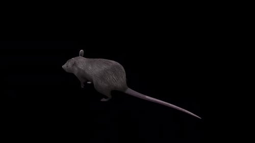 Brown Rat Walk Top Angle Back View