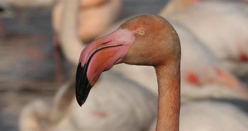 Große Flamingos, Phoenicopterus roseus, Pont De Gau, Camargue, Frankreich