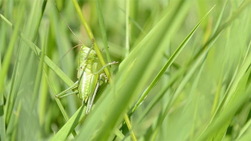 Sauterelle verte sur un brin d'herbe