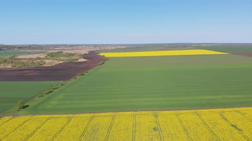 Aerial Drone View of Yellow Canola Field. Harvest Blooms Yellow Flowers Canola Oilseed.