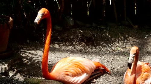 Vögel