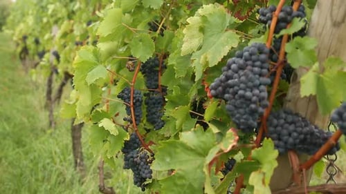Cachos de uvas vermelhas