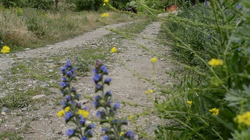 Unpaved Country Road