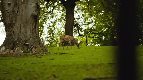 Young Deer Grazing Grass In Forest